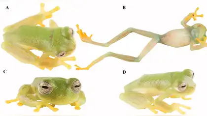 Nueva especie de rana de cristal es registrada en Ecuador