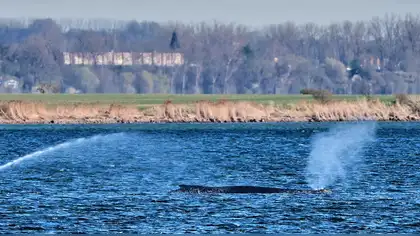 Ballena jorobada vuelve al mar Báltico al zafarse de largo varamiento Ballena jorobada vuelve al mar Báltico al zafarse de largo varamiento
