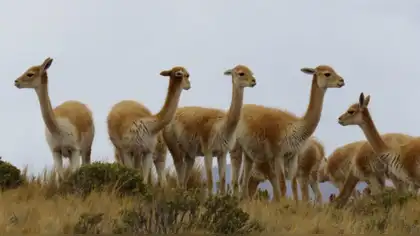 Arequipa será Capital de la Vicuña por liderar conservación de especie Arequipa será Capital de la Vicuña por liderar conservación de especie