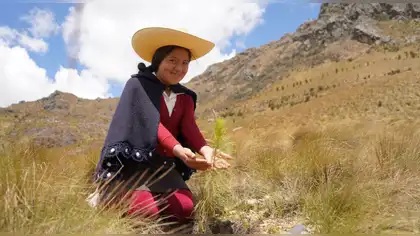 Bosques Productivos Sostenibles busca sembrar 10 millones de árboles Bosques Productivos Sostenibles busca sembrar 10 millones de árboles