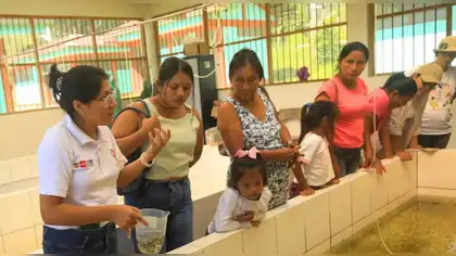 Mujeres awajún lideran proyecto de piscicultura sostenible Mujeres awajún lideran proyecto de piscicultura sostenible
