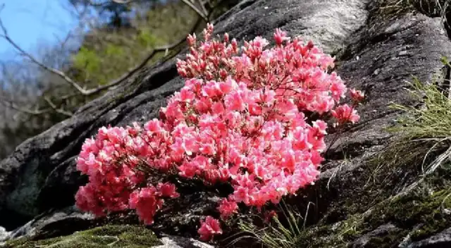 "Flores brotando entre las rocas": Las mujeres de China y el desarrollo de su pujante causa