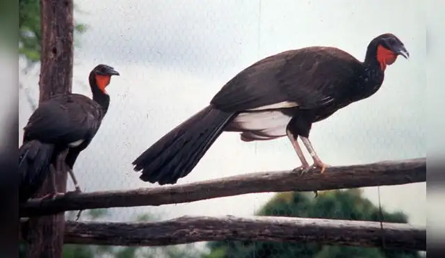Aumenta población de ave peruana en riesgo crítico de extinción