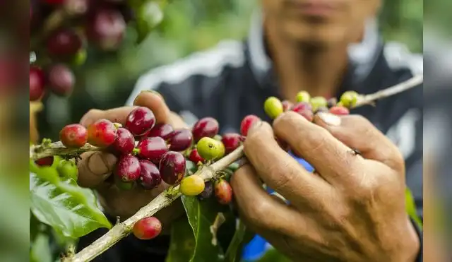 Proyecto de sostenibilidad beneficia a más de 100 familias de la selva Proyecto de sostenibilidad beneficia a más de 100 familias de la selva