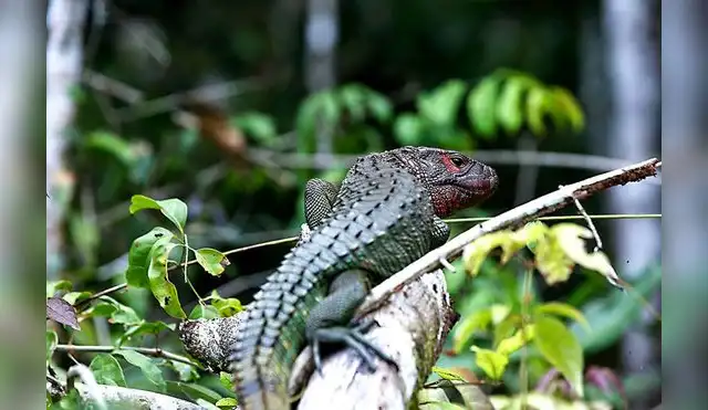 Loreto: Proyecto busca conservar fauna silvestre del Putumayo Loreto: Proyecto busca conservar fauna silvestre del Putumayo