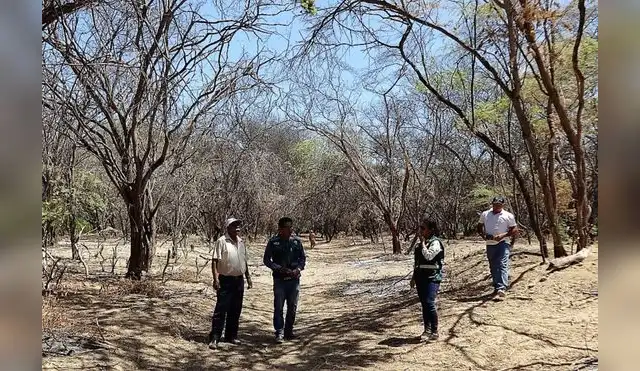 Bosques secos serán restaurados con millonario presupuesto Bosques secos serán restaurados con millonario presupuesto