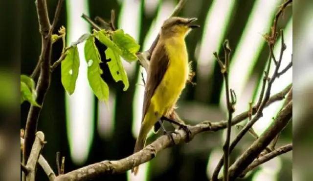 Aves nuevas