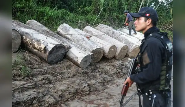 Amazonas busca soluciones contra la tala ilegal