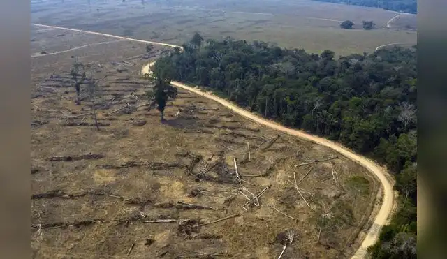 Madre de Dios impulsa proyecto para reducir la deforestación Madre de Dios impulsa proyecto para reducir la deforestación
