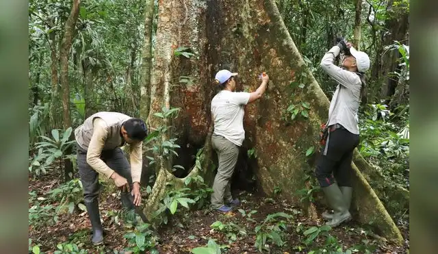 Gobierno otorgará S/ 26 millones para conservación de bosques Gobierno otorgará S/ 26 millones para conservación de bosques