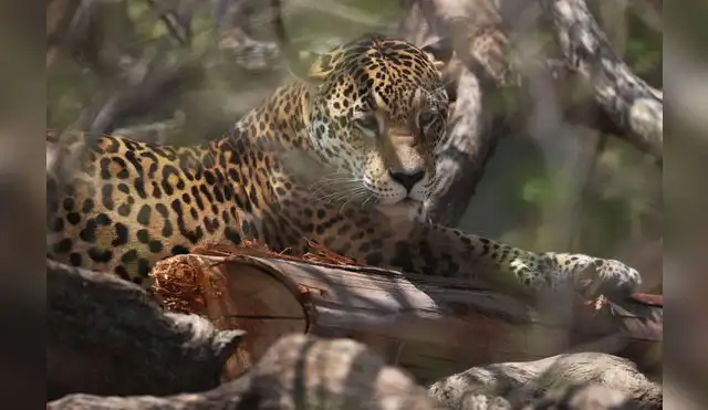 Fauna silvestre del mundo se redujo en un 70% Fauna silvestre del mundo se redujo en un 70%