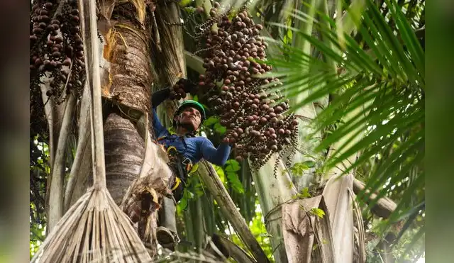 Amazonía: Bionegocios impulsan conservación y desarrollo sostenible Amazonía: Bionegocios impulsan conservación y desarrollo sostenible