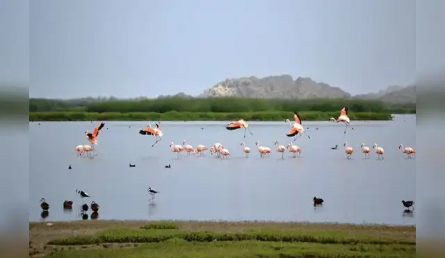Nueva estrategia protegerá ecosistemas y biodiversidad del Perú