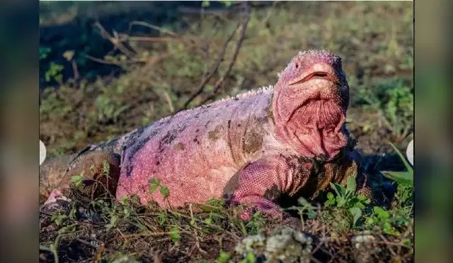 Ecuador: Nuevas investigaciones buscan conservar la iguana rosada Ecuador: Nuevas investigaciones buscan conservar la iguana rosada