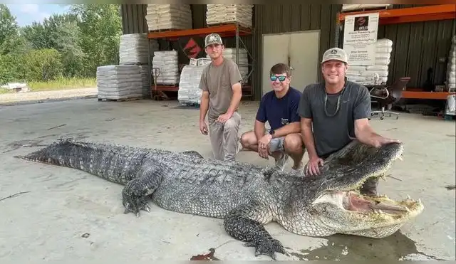 EE.UU.: Florida autoriza caza controlada de sus caimanes EE.UU.: Florida autoriza caza controlada de sus caimanes