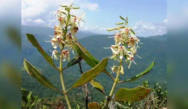 Ecuador: Hallan nueva especie de árbol en Cordillera del Cóndor