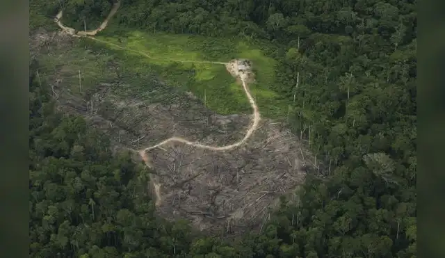 Amazonía peruana padece por cuatro zonas críticas de deforestación
