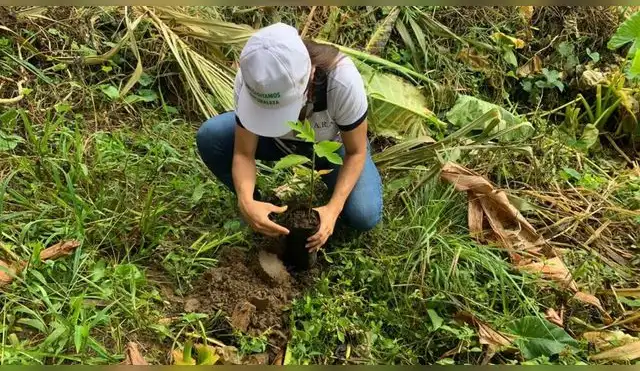Buscan restaurar 2 mil hectáreas de bosques afectados por incendios