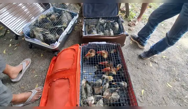 Interpol ejecuta operación mundial contra tráfico de especies Interpol ejecuta operación mundial contra tráfico de especies