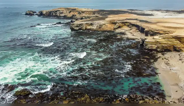 El cambio climático amenaza con borrar el 60% de los bosques submarinos entre Perú y Chile al 2050 El cambio climático amenaza con borrar el 60% de los bosques submarinos entre Perú y Chile al 2050