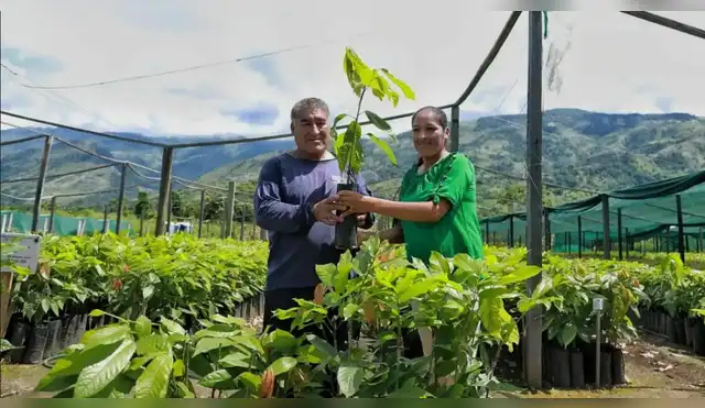Más de 200,000 plantones recuperarán áreas degradadas de Ayacucho Más de 200,000 plantones recuperarán áreas degradadas de Ayacucho