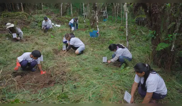 Pasco: Inician reforestación de 1,000 árboles nativos para salvar los bosques de Oxapampa Pasco: Inician reforestación de 1,000 árboles nativos para salvar los bosques de Oxapampa