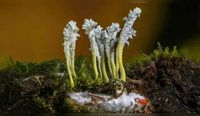Oxapampa se convierte en el epicentro micológico: Mañana arranca el primer festival del Perú dedicado al Reino Fungi Oxapampa se convierte en el epicentro micológico: Mañana arranca el primer festival del Perú dedicado al Reino Fungi