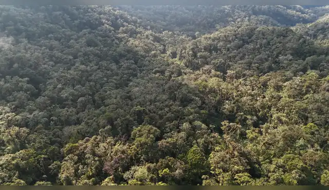 Acusan a autoridades de Huánuco por anular concesión de conservación por intereses electorales y permitir ecocidio Acusan a autoridades de Huánuco por anular concesión de conservación por intereses electorales y permitir ecocidio