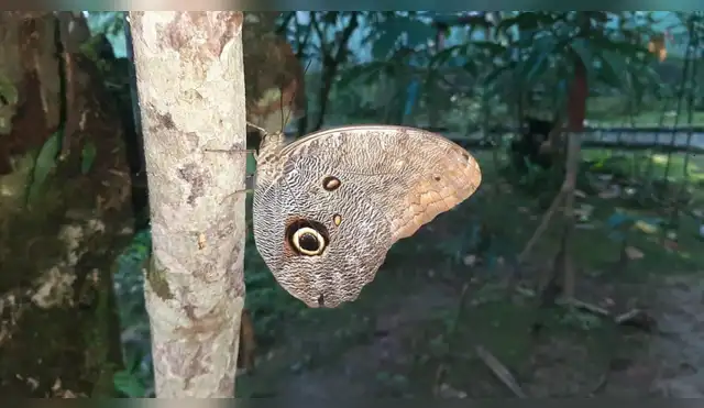 Tingo María: El bioturismo es el verdadero futuro de la Amazonía Tingo María: El bioturismo es el verdadero futuro de la Amazonía