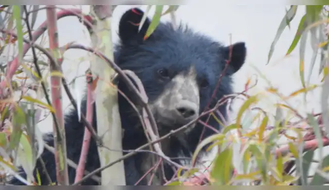 Apurímac: Escolares bautizan como "Asirimaru" al oso andino que recorre Aymaraes Apurímac: Escolares bautizan como "Asirimaru" al oso andino que recorre Aymaraes