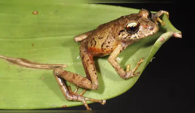 Ecuador: Descubren nuevas especies de ranas en la Cordillera del Cóndor Ecuador: Descubren nuevas especies de ranas en la Cordillera del Cóndor