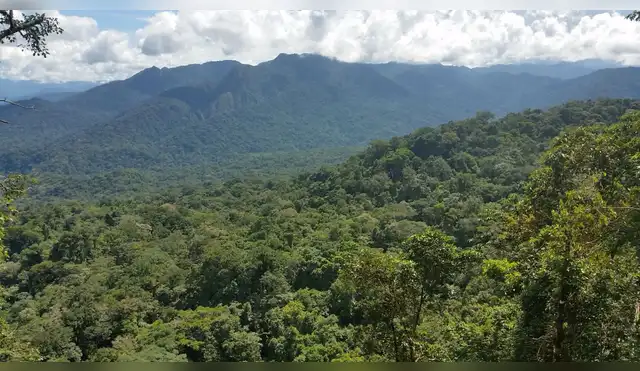 San Martín a punto de sincerar sus bosques: ¿Qué ganan realmente las comunidades con la nueva zonificación forestal? San Martín a punto de sincerar sus bosques: ¿Qué ganan realmente las comunidades con la nueva zonificación forestal?