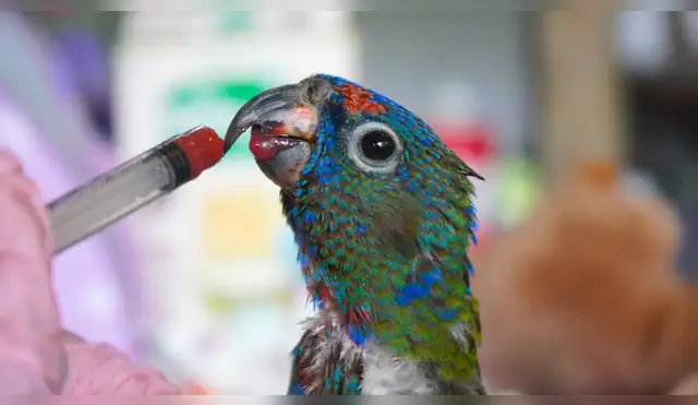 Taricaya y la exitosa misión de devolverle la libertad a la fauna amazónica Taricaya y la exitosa misión de devolverle la libertad a la fauna amazónica