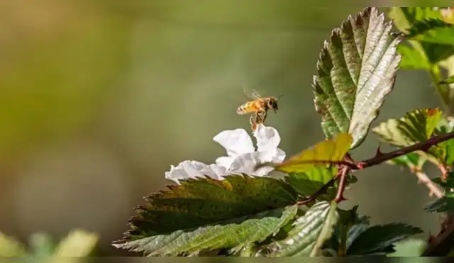 Perú activa Plan Operativo 2026 para salvar a los polinizadores y proteger el servicio ecosistémico clave para la conservación de la biodiversidad Perú activa Plan Operativo 2026 para salvar a los polinizadores y proteger el servicio ecosistémico clave para la conservación de la biodiversidad