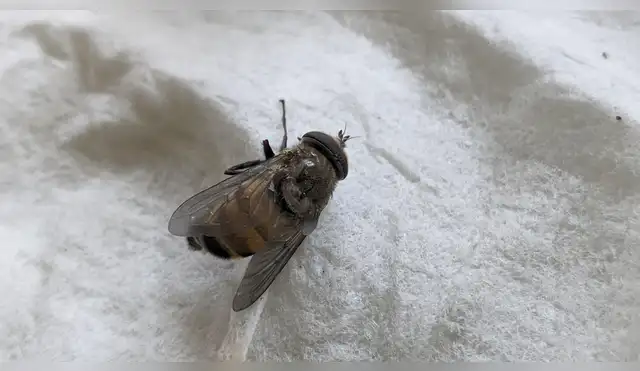Ecuador: Descubren en la Amazonía una mosca que imita a las abejas para sobrevivir