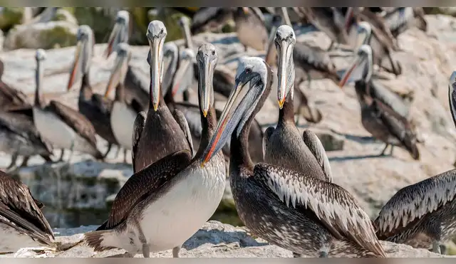 Pelícano peruano será protegido por importante acción ambiental Pelícano peruano será protegido por importante acción ambiental