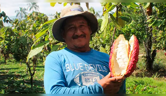 Productores de cacao se benefician con entrega de abono orgánico Productores de cacao se benefician con entrega de abono orgánico