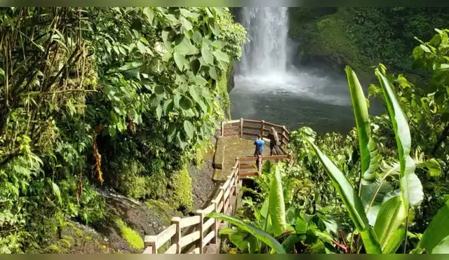 Plantan 37.000 árboles nativos para revivir bosque en Costa Rica Plantan 37.000 árboles nativos para revivir bosque en Costa Rica