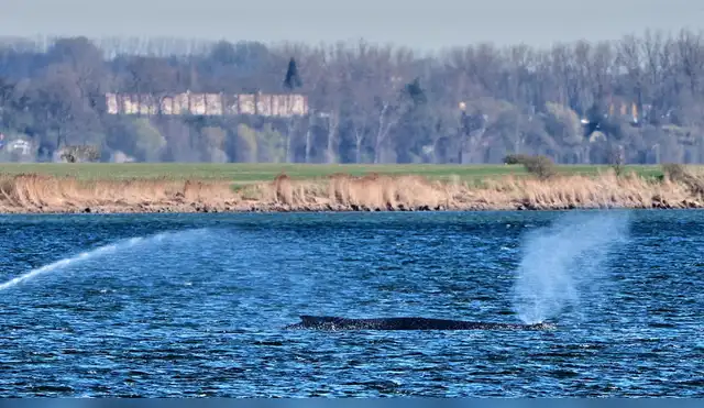 Ballena jorobada vuelve al mar Báltico al zafarse de largo varamiento Ballena jorobada vuelve al mar Báltico al zafarse de largo varamiento