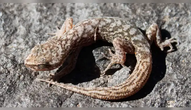 Nueva especie de gecko es hallada en los Andes de Argentina Nueva especie de gecko es hallada en los Andes de Argentina