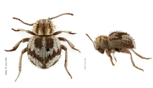Ica: Descubren nueva especie de escarabajo en Reserva San Fernando Ica: Descubren nueva especie de escarabajo en Reserva San Fernando