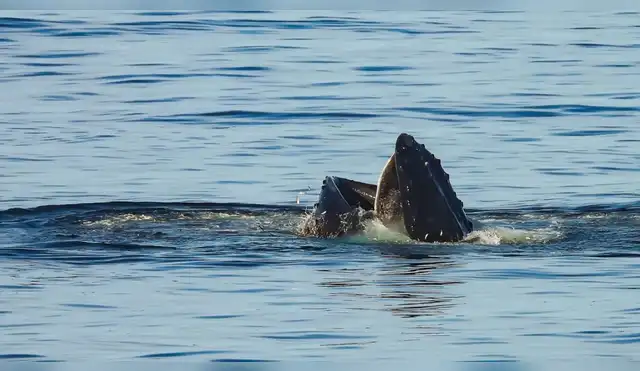Las ballenas jorobadas también se alimentan en el Perú Las ballenas jorobadas también se alimentan en el Perú