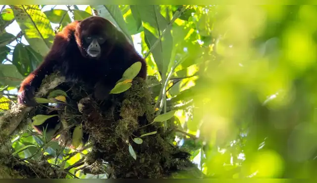 Semana del mono choro de cola amarilla moviliza al país con campañas y festivales frente a su peligro crítico de extinción Semana del mono choro de cola amarilla moviliza al país con campañas y festivales frente a su peligro crítico de extinción