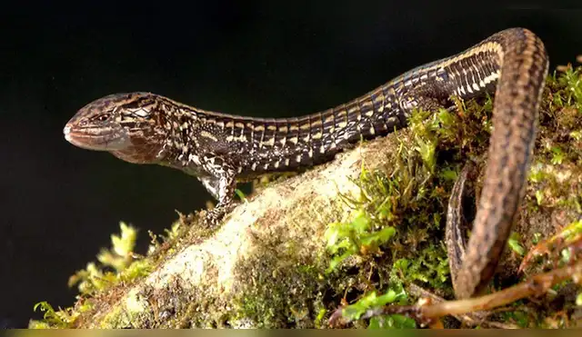 Hallan nueva especie de lagartija en Cajamarca Hallan nueva especie de lagartija en Cajamarca