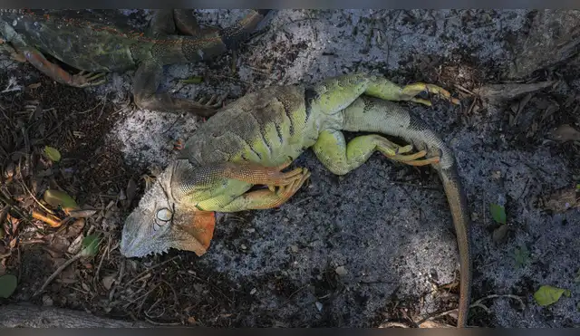 Iguanas caen “desmayadas” de los árboles en Estados Unidos Iguanas caen “desmayadas” de los árboles en Estados Unidos