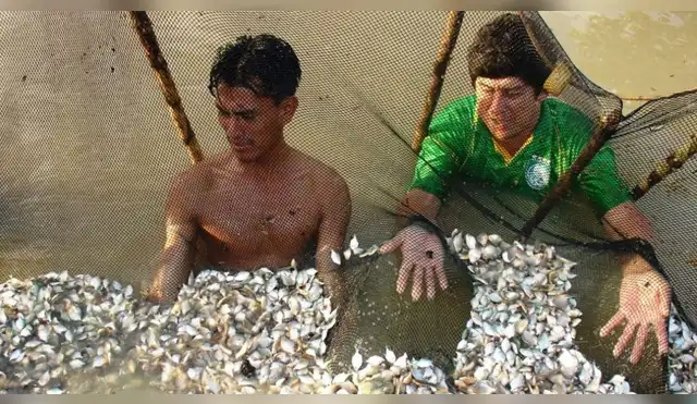 Entregan Alevines de paco a comunidad de Madre de Dios Entregan Alevines de paco a comunidad de Madre de Dios