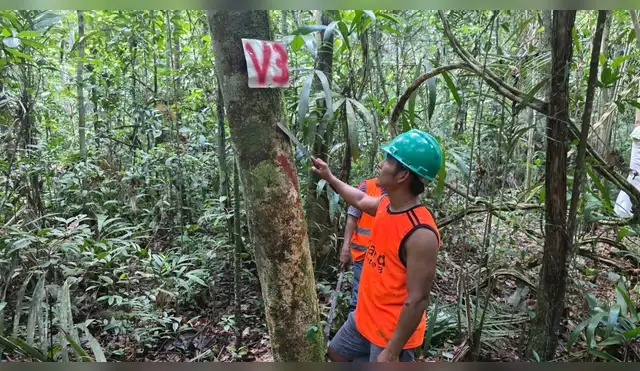 Comunidades nativas custodian más de 245 hectáreas de bosques