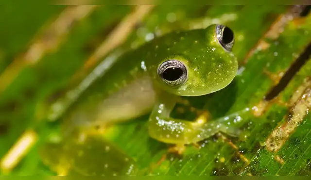 Ranas de cristal son amenazadas por el cambio climático