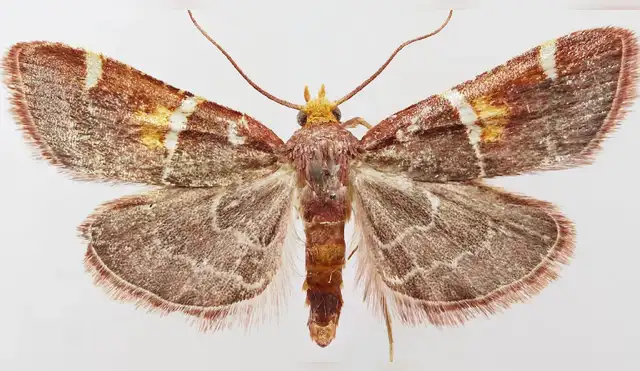 Pyralis papaleonei: la polilla bautizada en honor al papa Pyralis papaleonei: la polilla bautizada en honor al papa
