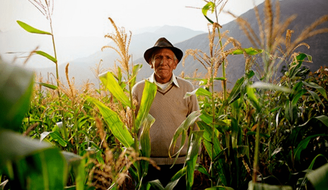 Programa “Herederos del Campo”  mejorará la productividad y gestión de 12500 familias dedicadas al agro